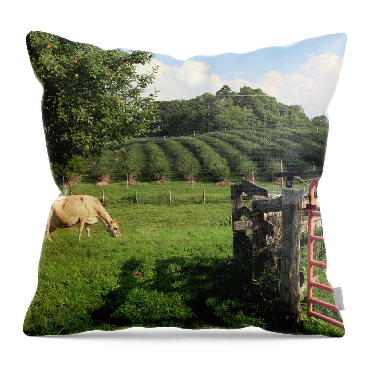 Grass Throw Pillow featuring the photograph Blueberry Farming by Mountainberryphoto