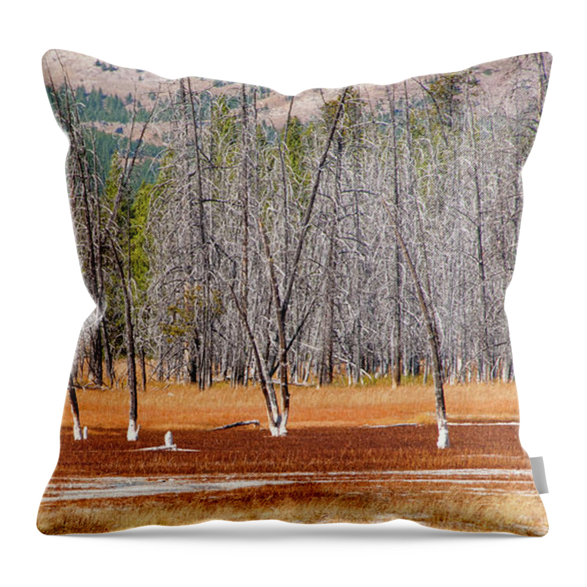 Yellowstone Throw Pillow featuring the photograph Bobby Socks Trees by Steve Stuller