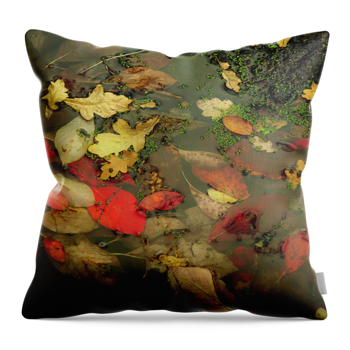 Tree Throw Pillow featuring the photograph Bold Calm by Christopher Maxum