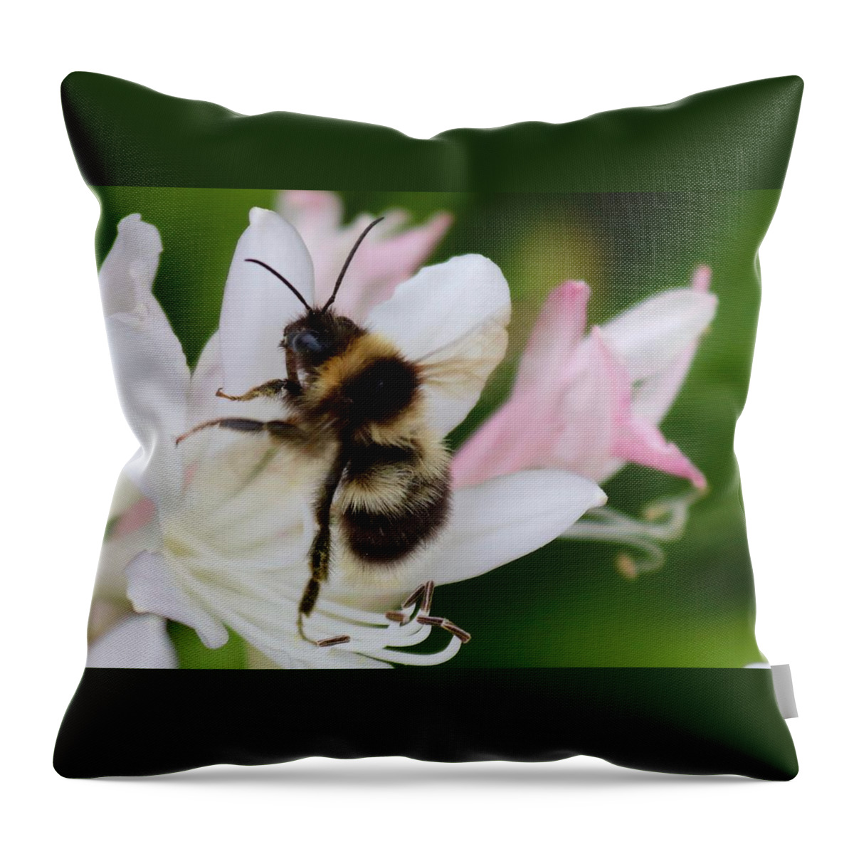 Bombu Throw Pillow featuring the photograph Bombus terrestris-Bumblebee by Sarah Lilja