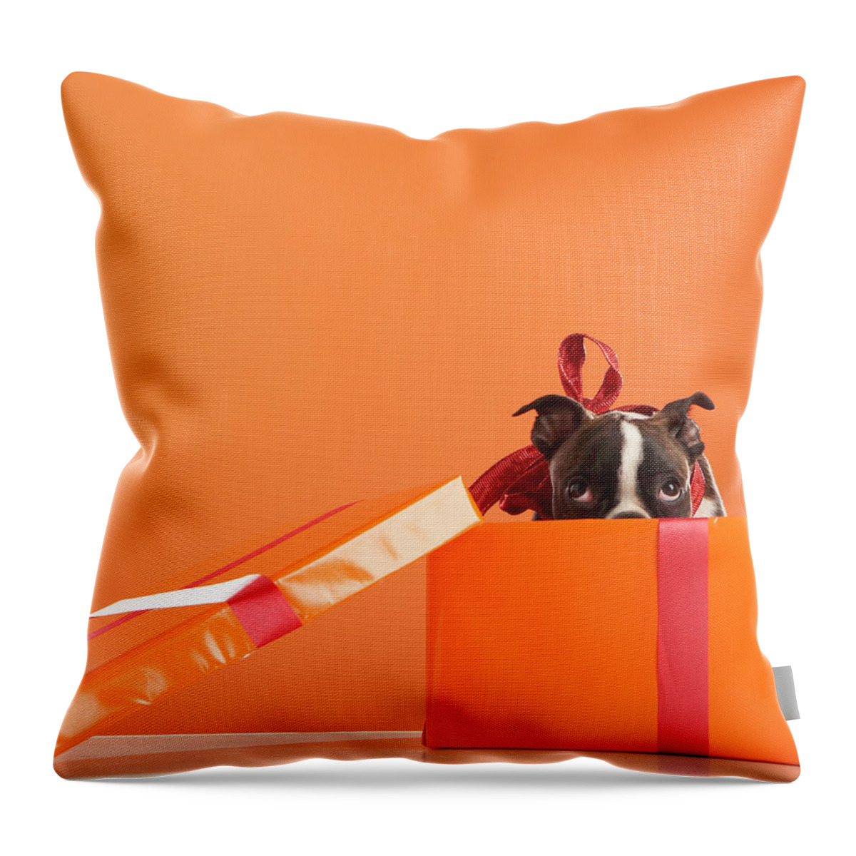 Pets Throw Pillow featuring the photograph Boston Terrier Puppy In Gift Box by Thomas Northcut