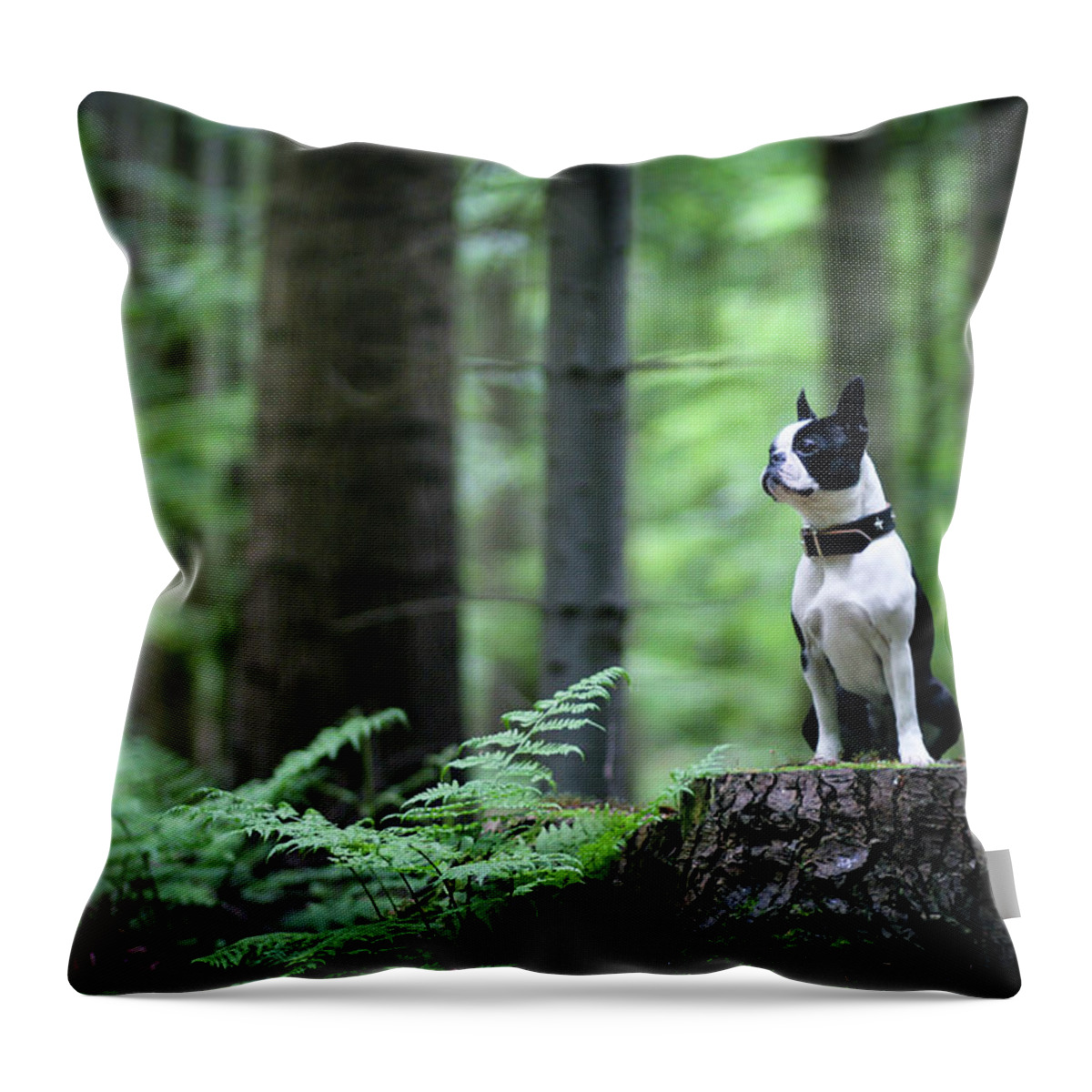 Pets Throw Pillow featuring the photograph Boston Terrier Sitting On A Stub In The by Tereza Jancikova
