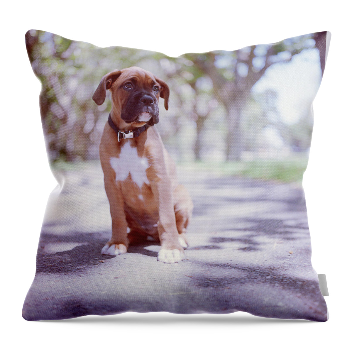 Pets Throw Pillow featuring the photograph Boxer Puppy by Diyosa Carter