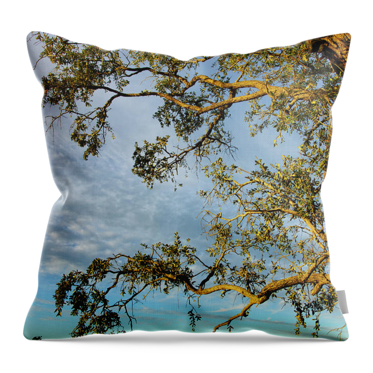 Scenics Throw Pillow featuring the photograph Branches Of Live Oak Tree Frame A Marsh by Joseph Shields