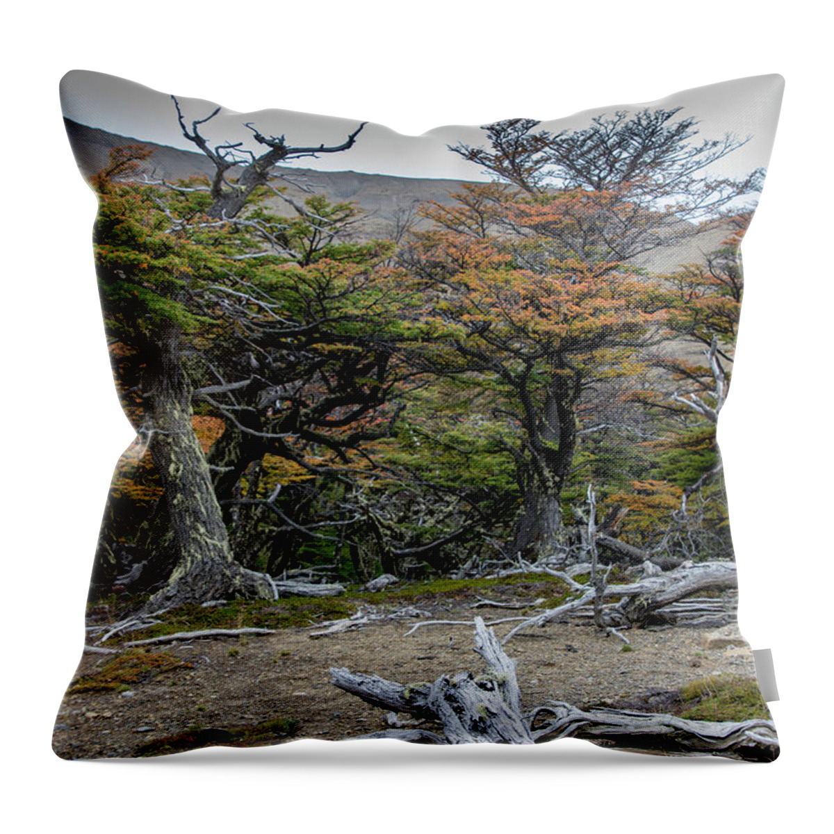 Lenga Throw Pillow featuring the photograph Broken Forest by Mark Hunter