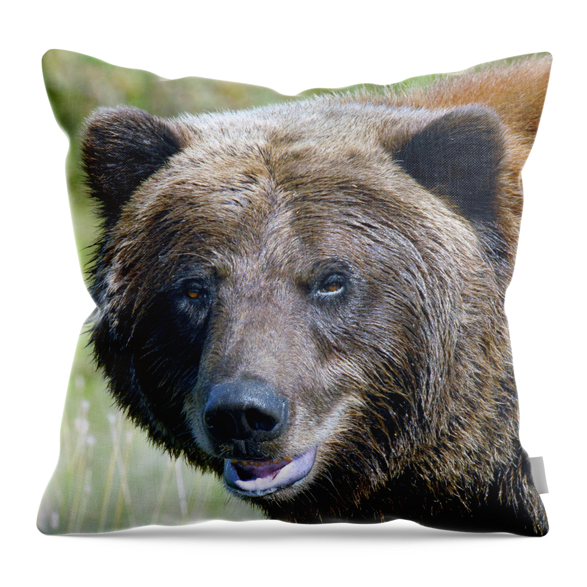 Brown Bear Throw Pillow featuring the photograph Brown Bear of Denali by Michelle Halsey