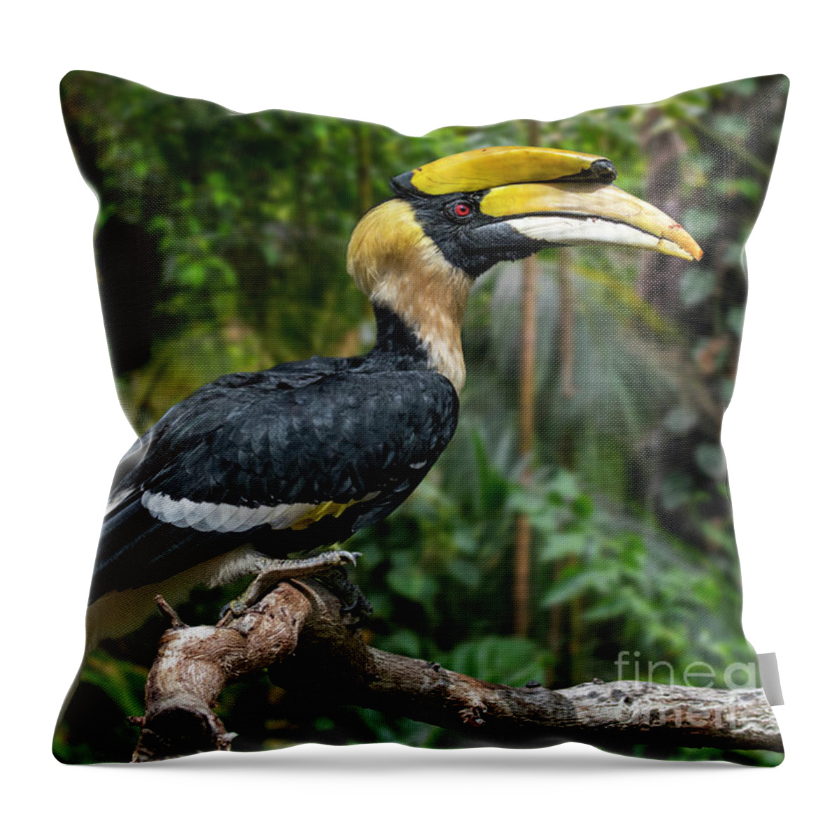 Great Hornbill Throw Pillow featuring the photograph Buceros bicornis by Arterra Picture Library