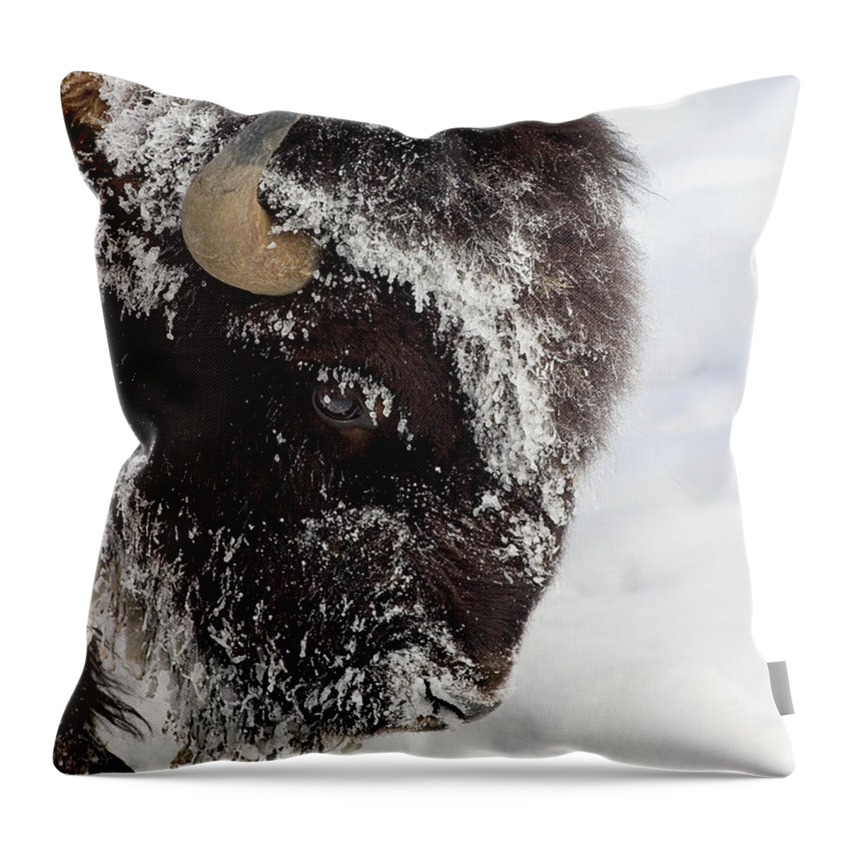 Horned Throw Pillow featuring the photograph Buffalo In Winter In Yellowstone by J. L. woody Wooden