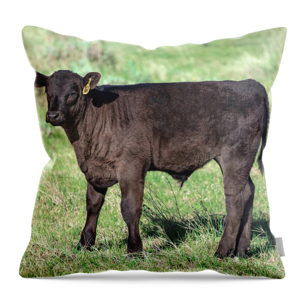 Bull Throw Pillow featuring the photograph Bull Calf by Todd Klassy