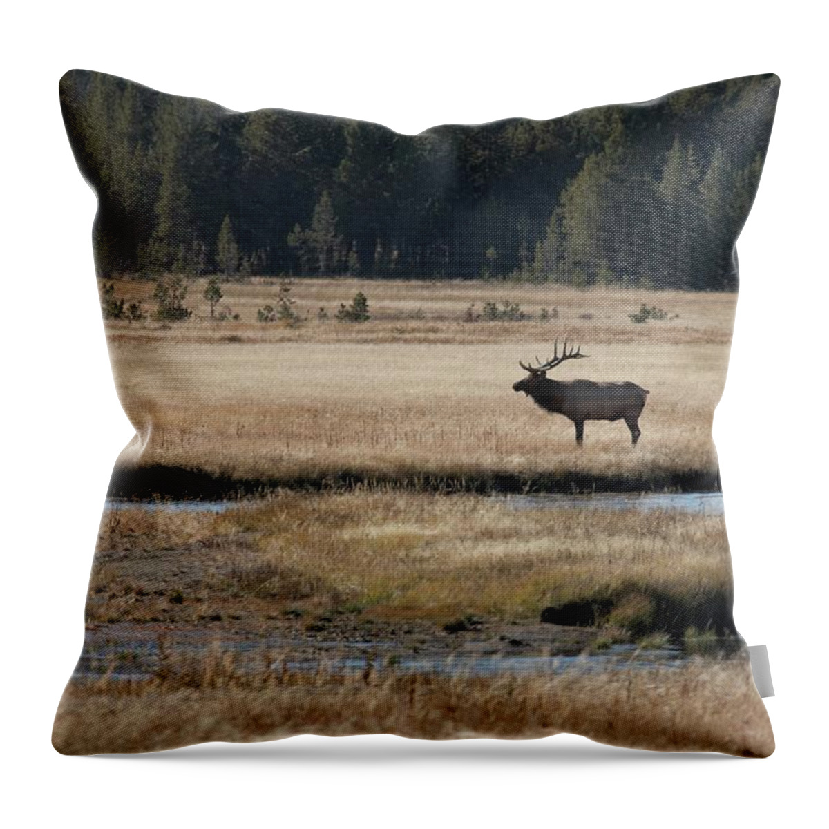 Male Animal Throw Pillow featuring the photograph Bull Elk In A Landscape by Rpbirdman