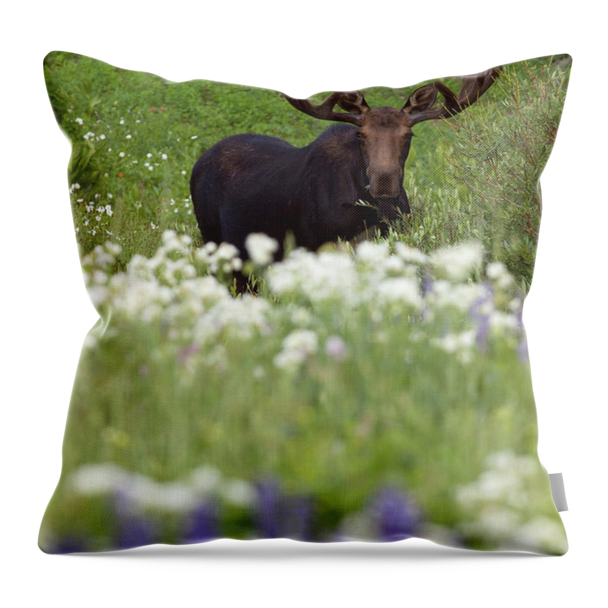 One Animal Throw Pillow featuring the photograph Bull Moose In Flowers by Ltphoto