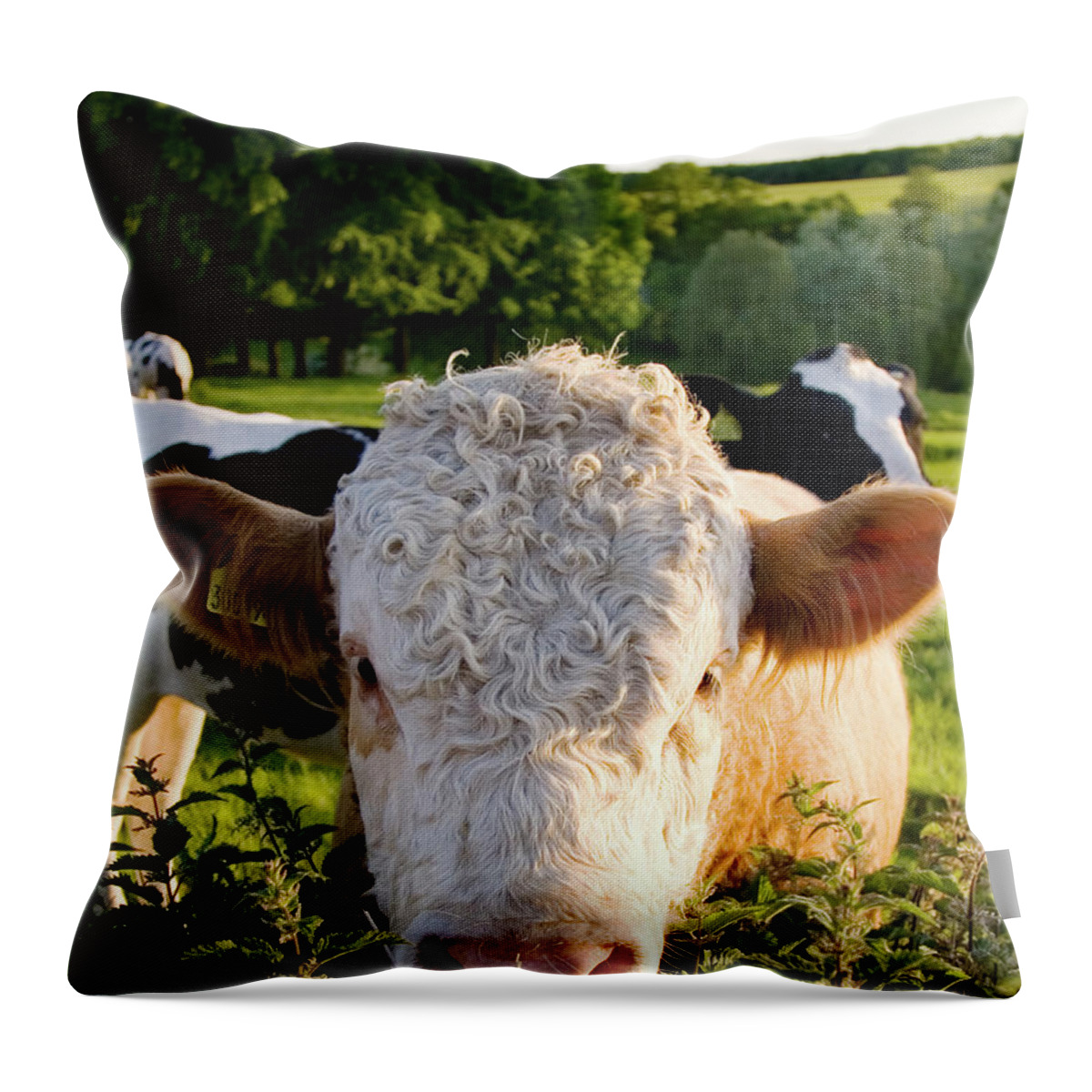 Animal Nose Throw Pillow featuring the photograph Bull, The Cotswolds, Uk by Tim Graham