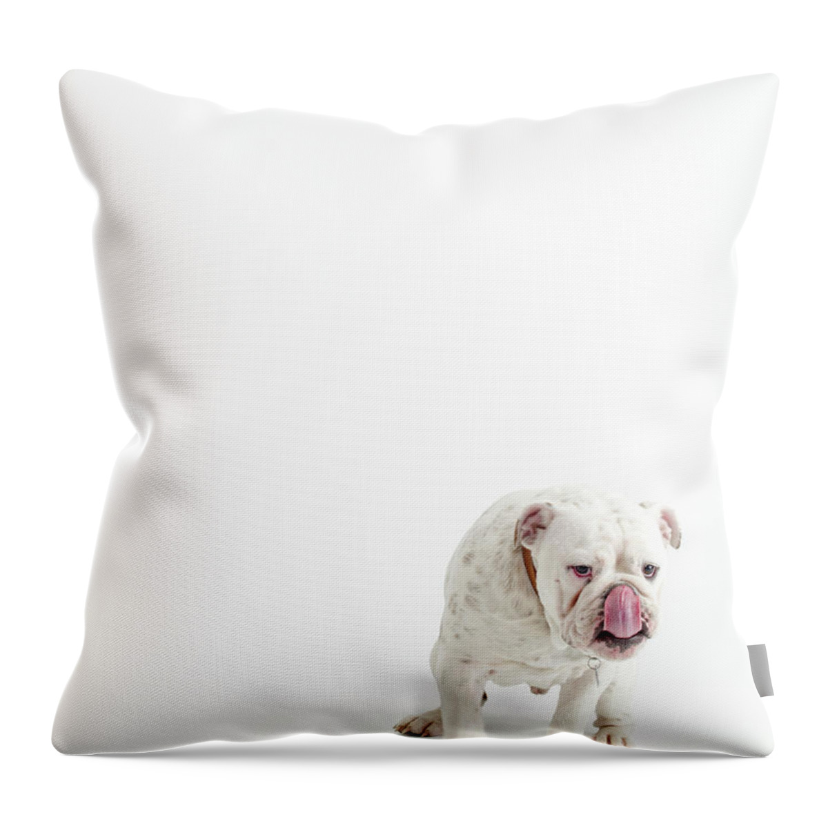 Pets Throw Pillow featuring the photograph Bulldog On White by Max Oppenheim