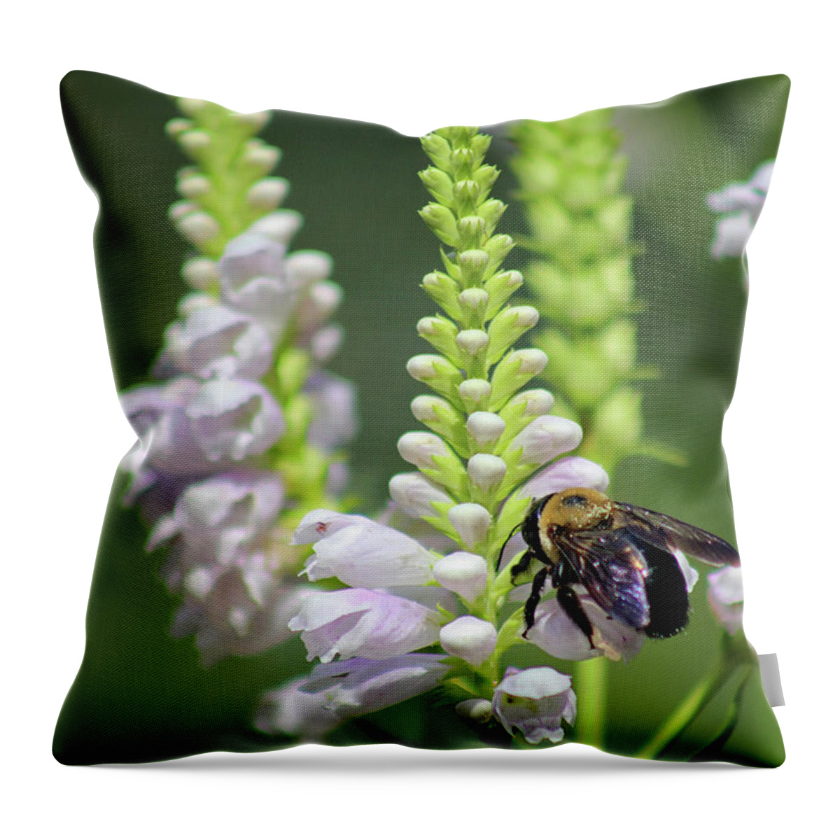 Bumblebee Throw Pillow featuring the photograph Bumblebee on Obedient Flower by Karen Adams