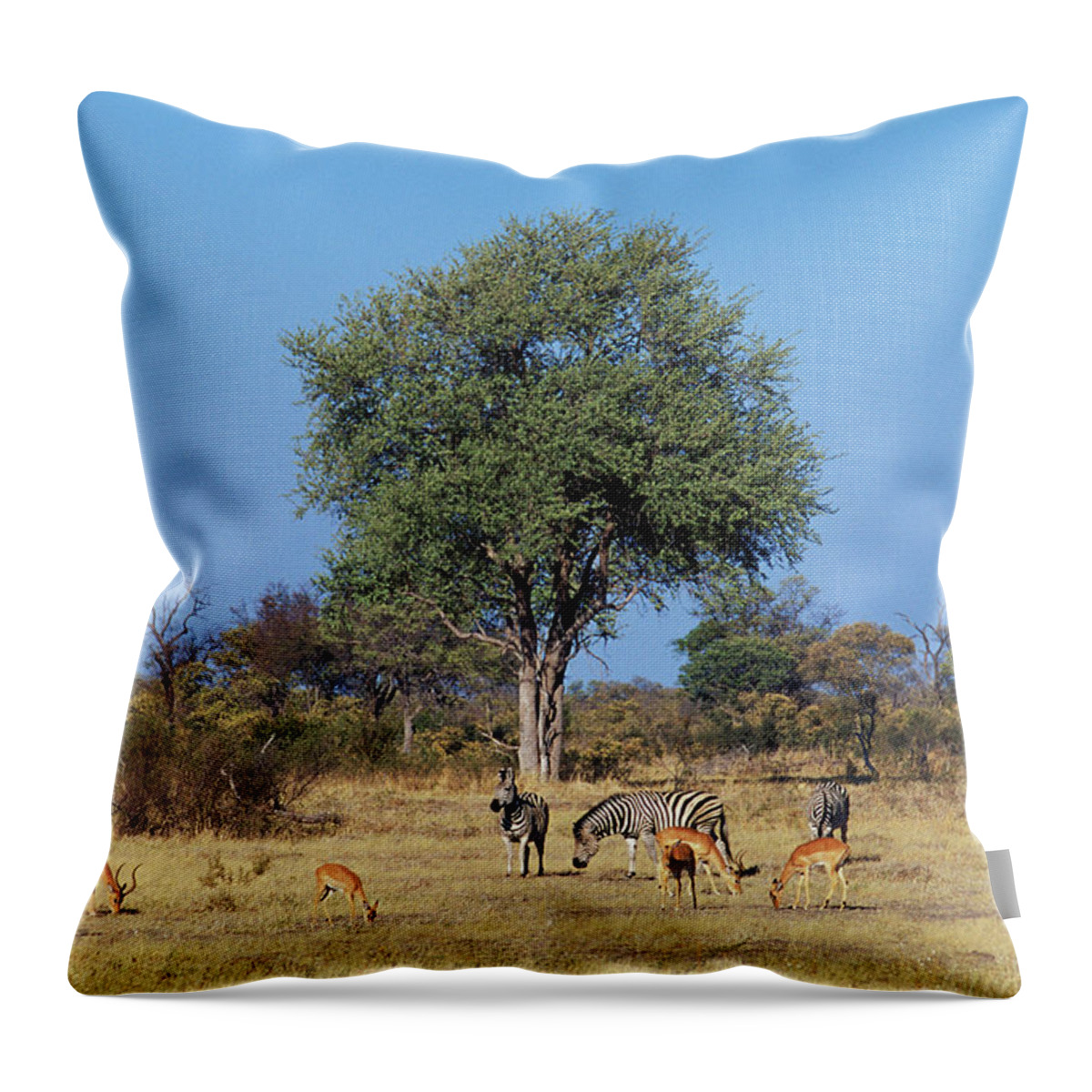Horse Throw Pillow featuring the photograph Burchells Zebra And Impala, Moremi by Tim Graham