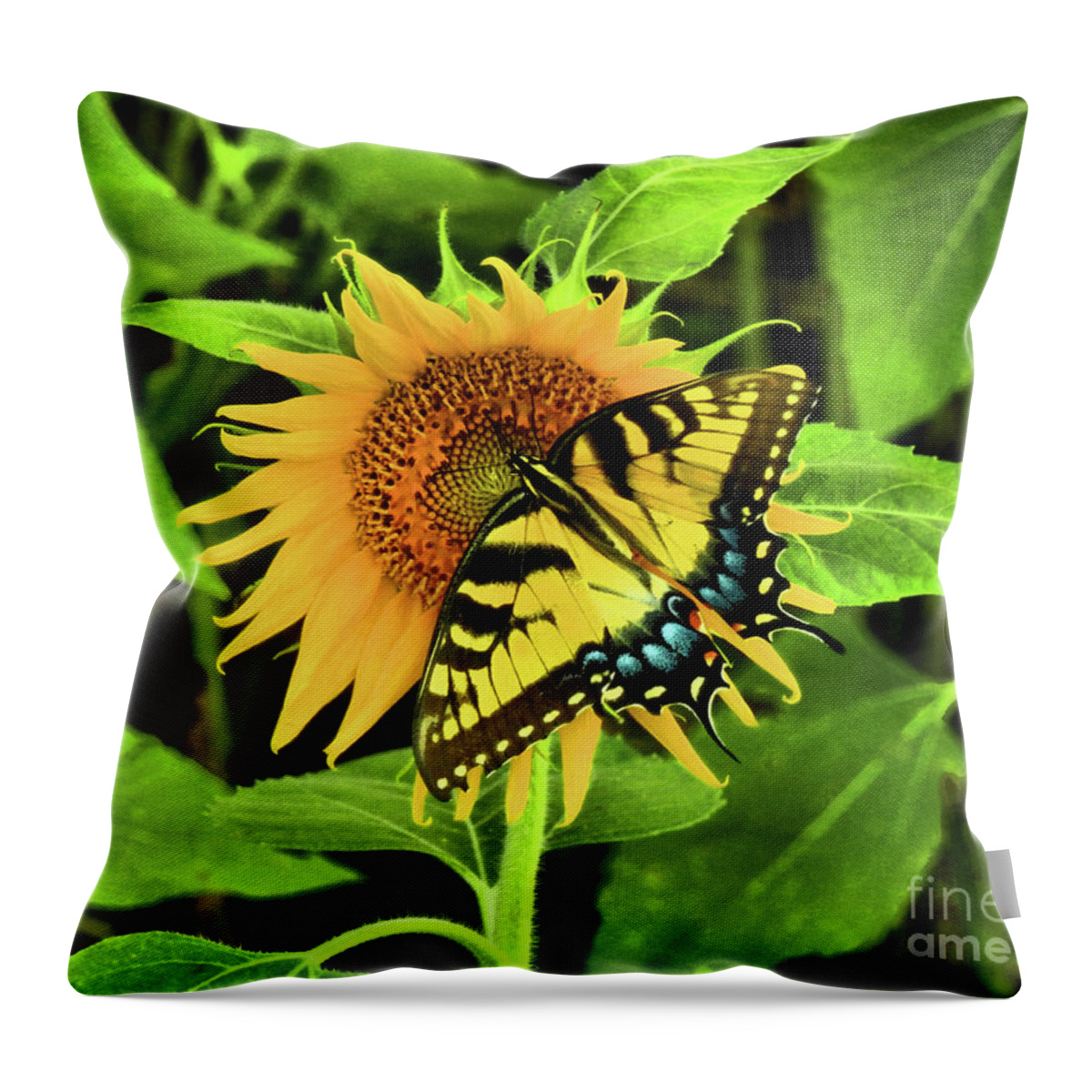 Swallowtail Butterflies Throw Pillow featuring the photograph Butterflies by Scott Cameron