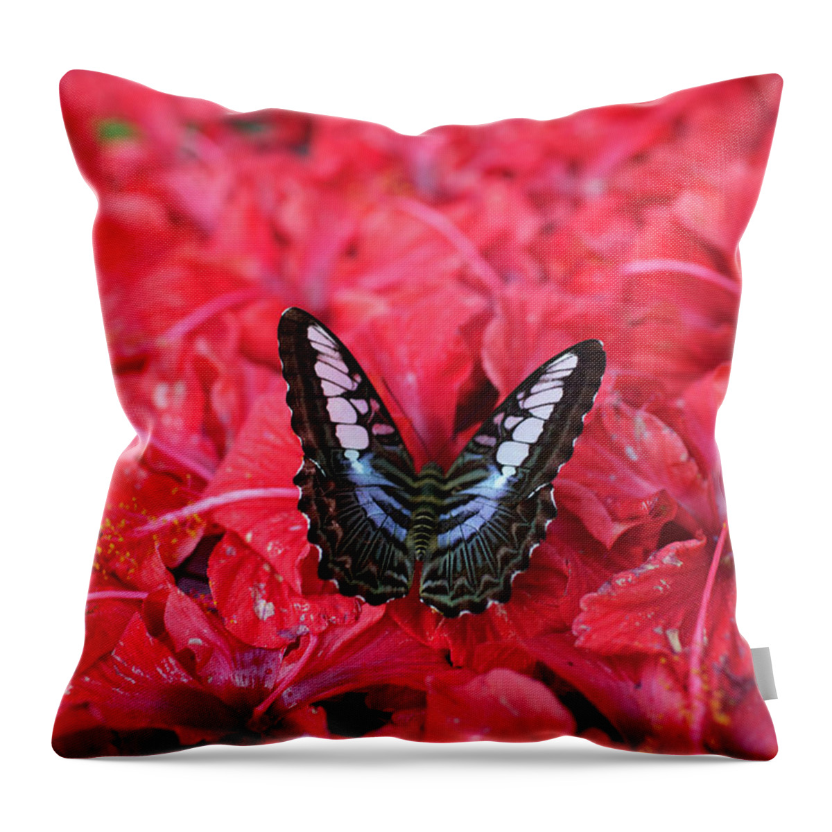 Insect Throw Pillow featuring the photograph Butterfly by Aleksandr Morozov