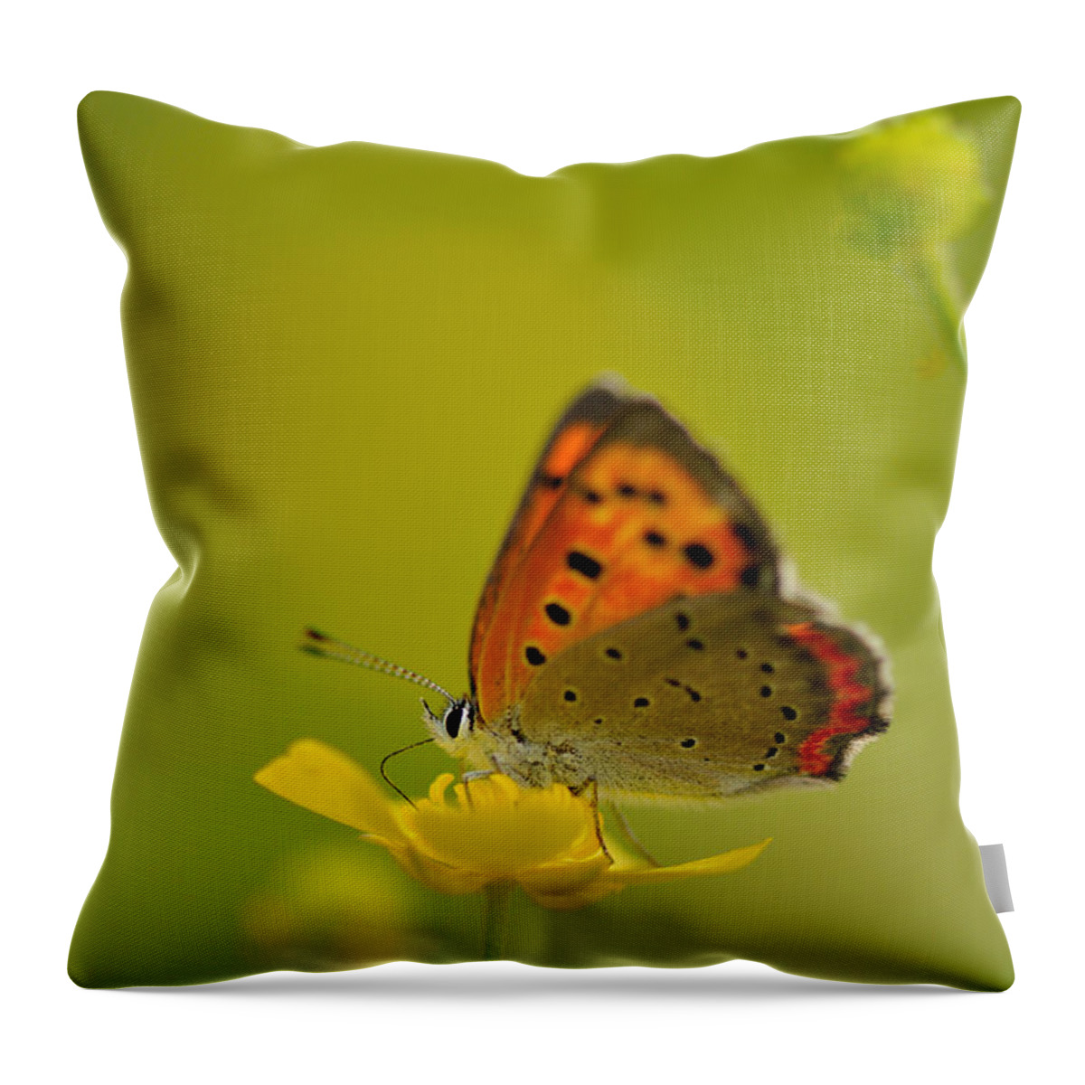 Insect Throw Pillow featuring the photograph Butterfly And Japanese Buttercup by Myu-myu