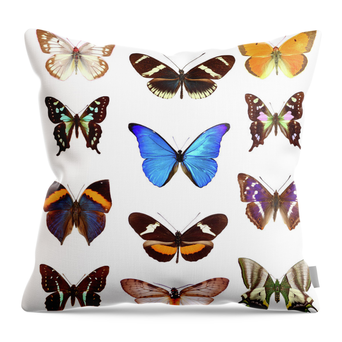 White Background Throw Pillow featuring the photograph Butterfly Collection by Imv