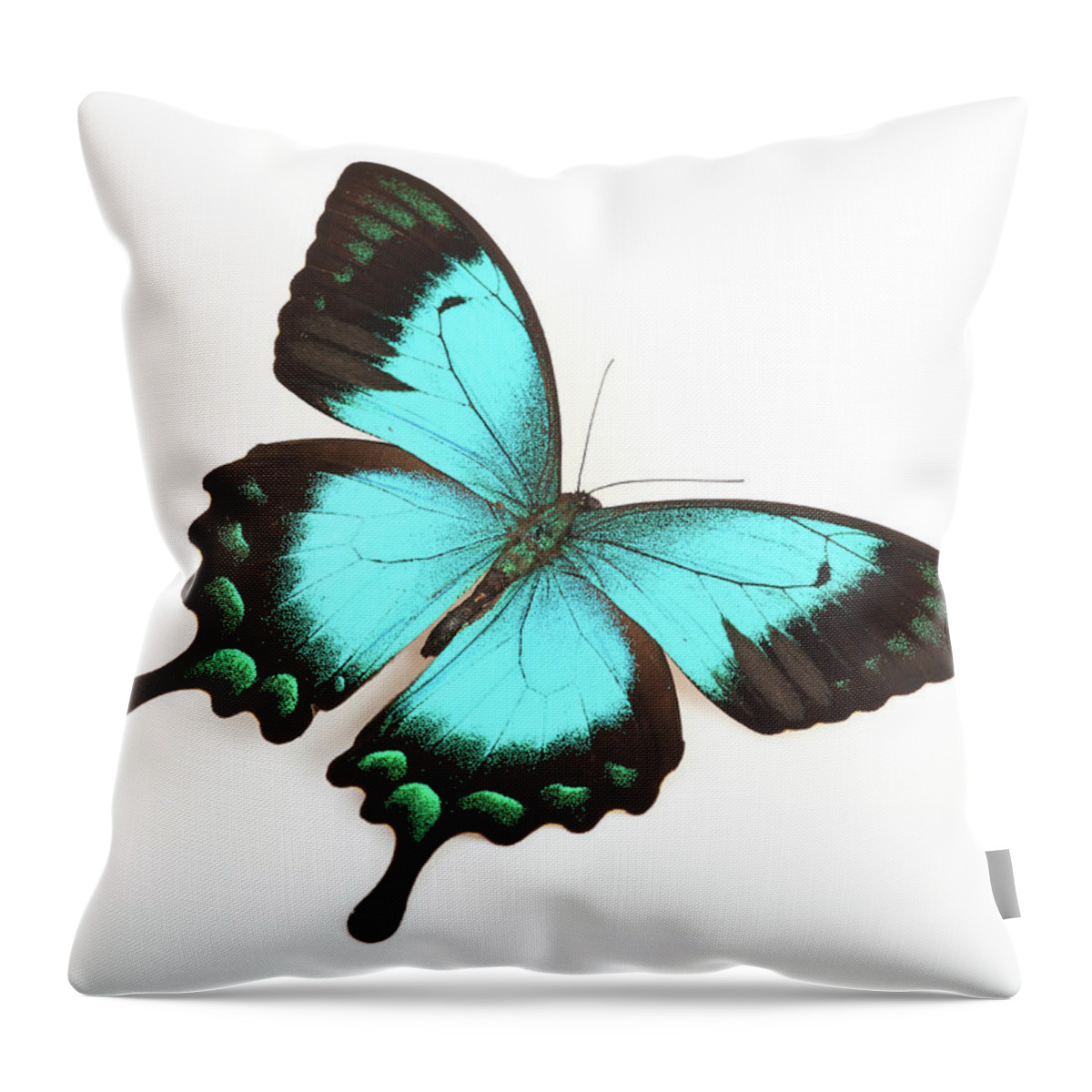 White Background Throw Pillow featuring the photograph Butterfly Isolated On White by Real444