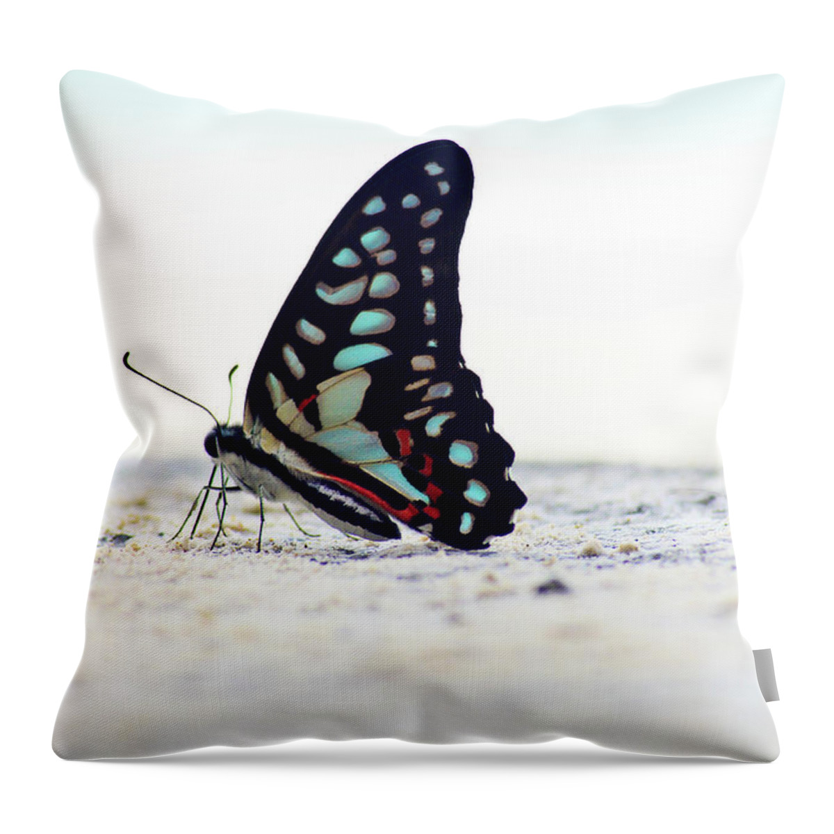Animal Themes Throw Pillow featuring the photograph Butterfly On The Beach by Photo By Shaz Ni