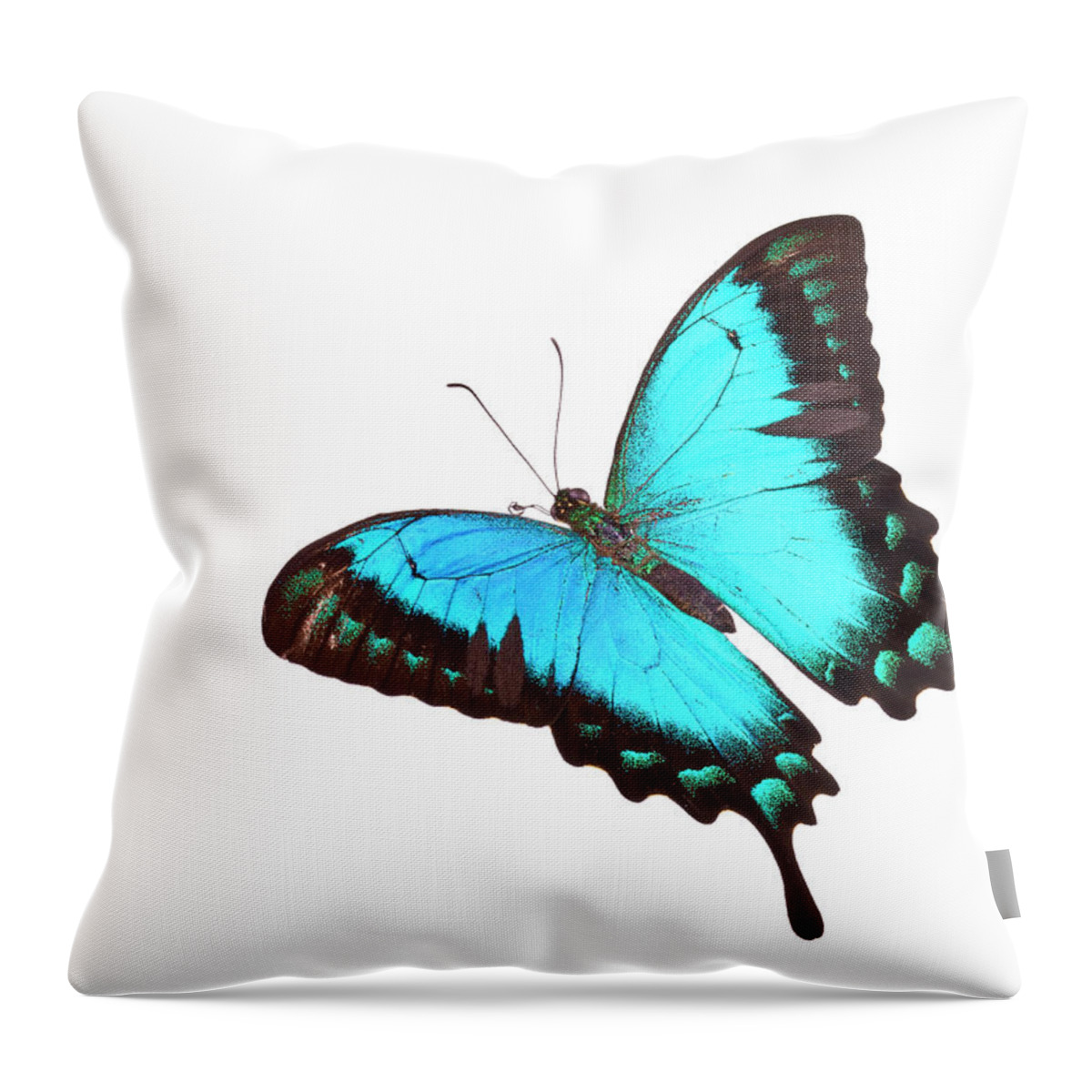 White Background Throw Pillow featuring the photograph Butterfly Papilio Lorquinianus Albertisi by Liliboas