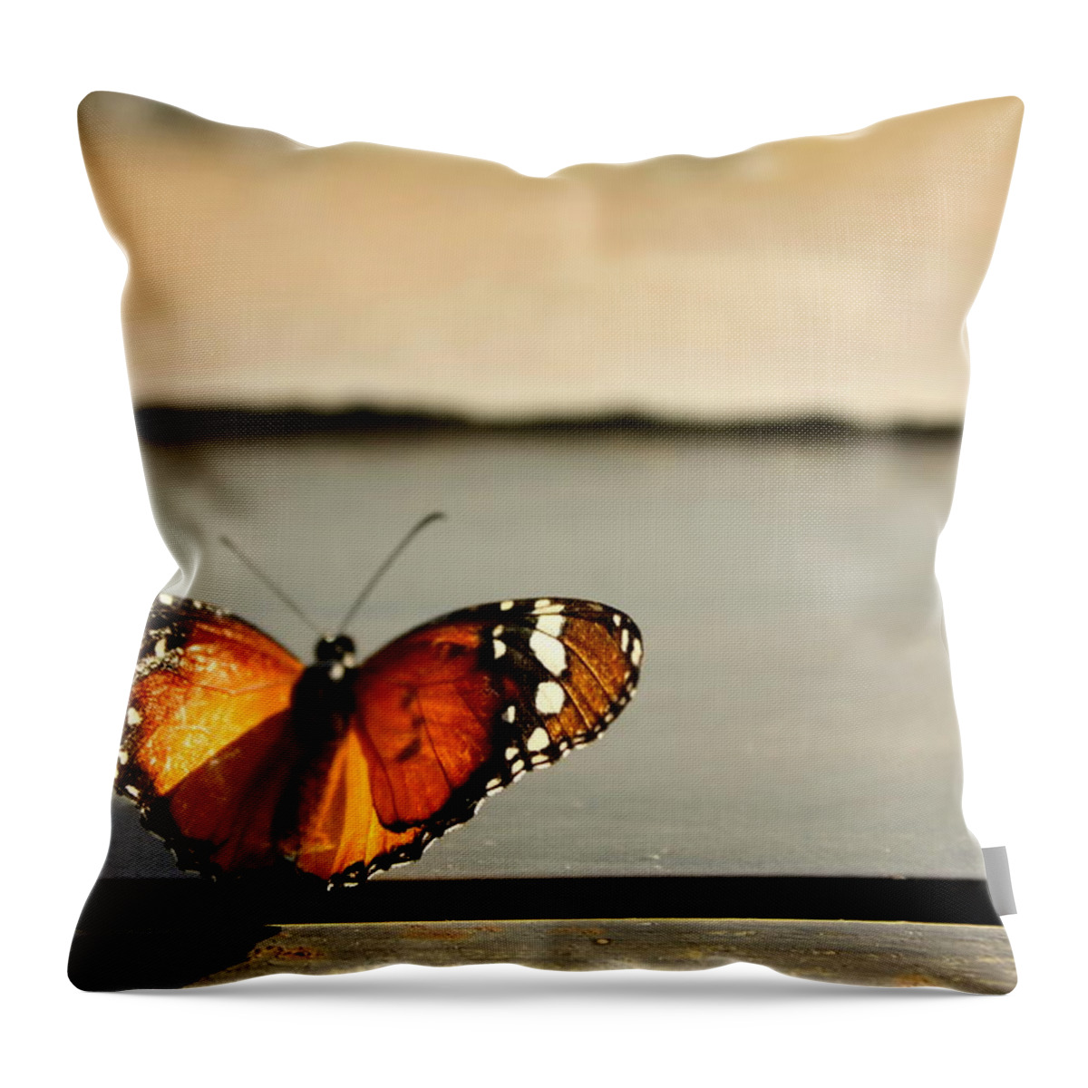Natural Pattern Throw Pillow featuring the photograph Butterfly Perched On Sunlit Window Sill by Karen Hernandez