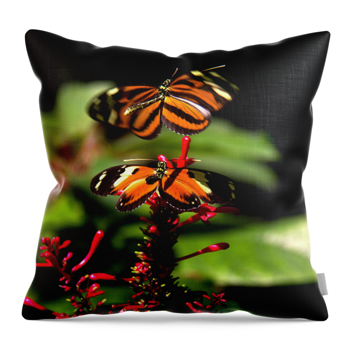 Butterfly Throw Pillow featuring the photograph Butterfly by Richard Krebs