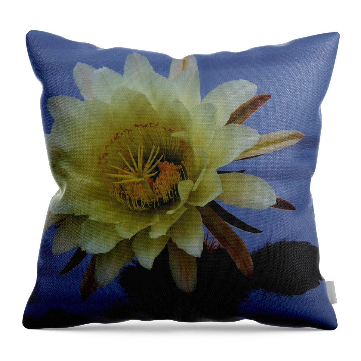 Cactus Flower Throw Pillow featuring the photograph Cactus flower by Helen Carson