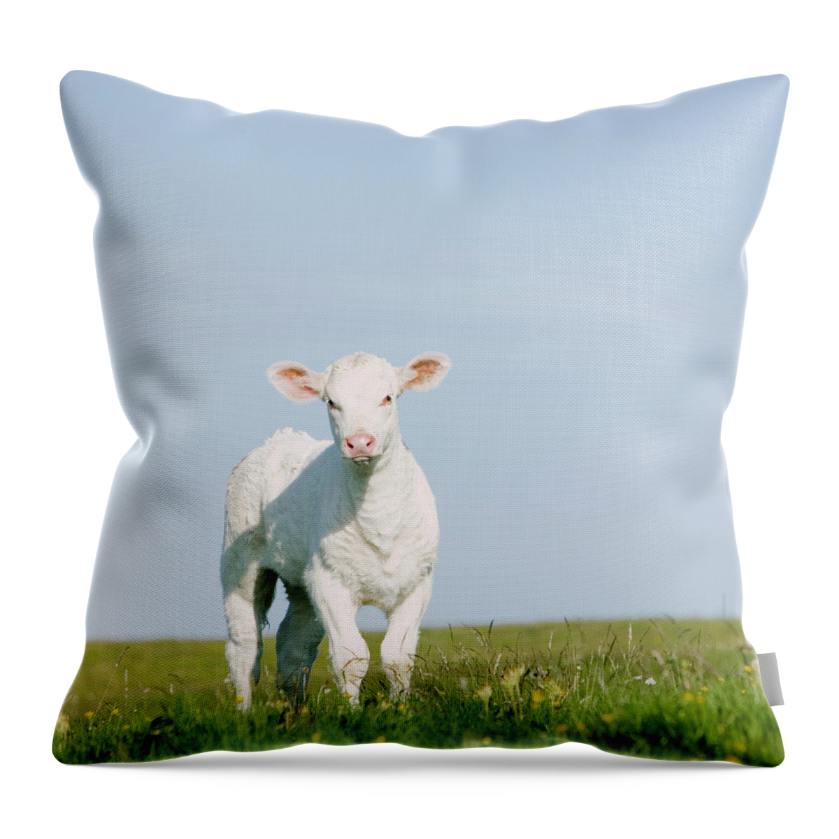 Grass Throw Pillow featuring the photograph Calf Standing On Grass by Roine Magnusson