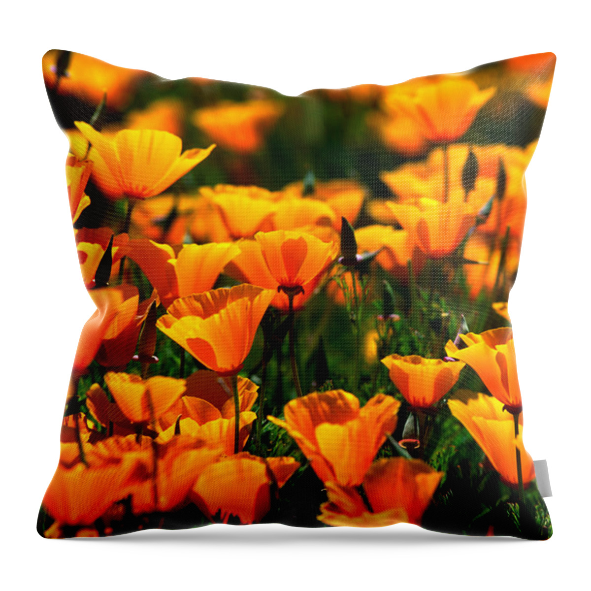 California Throw Pillow featuring the photograph Californian Poppies, United States Of by John Elk Iii
