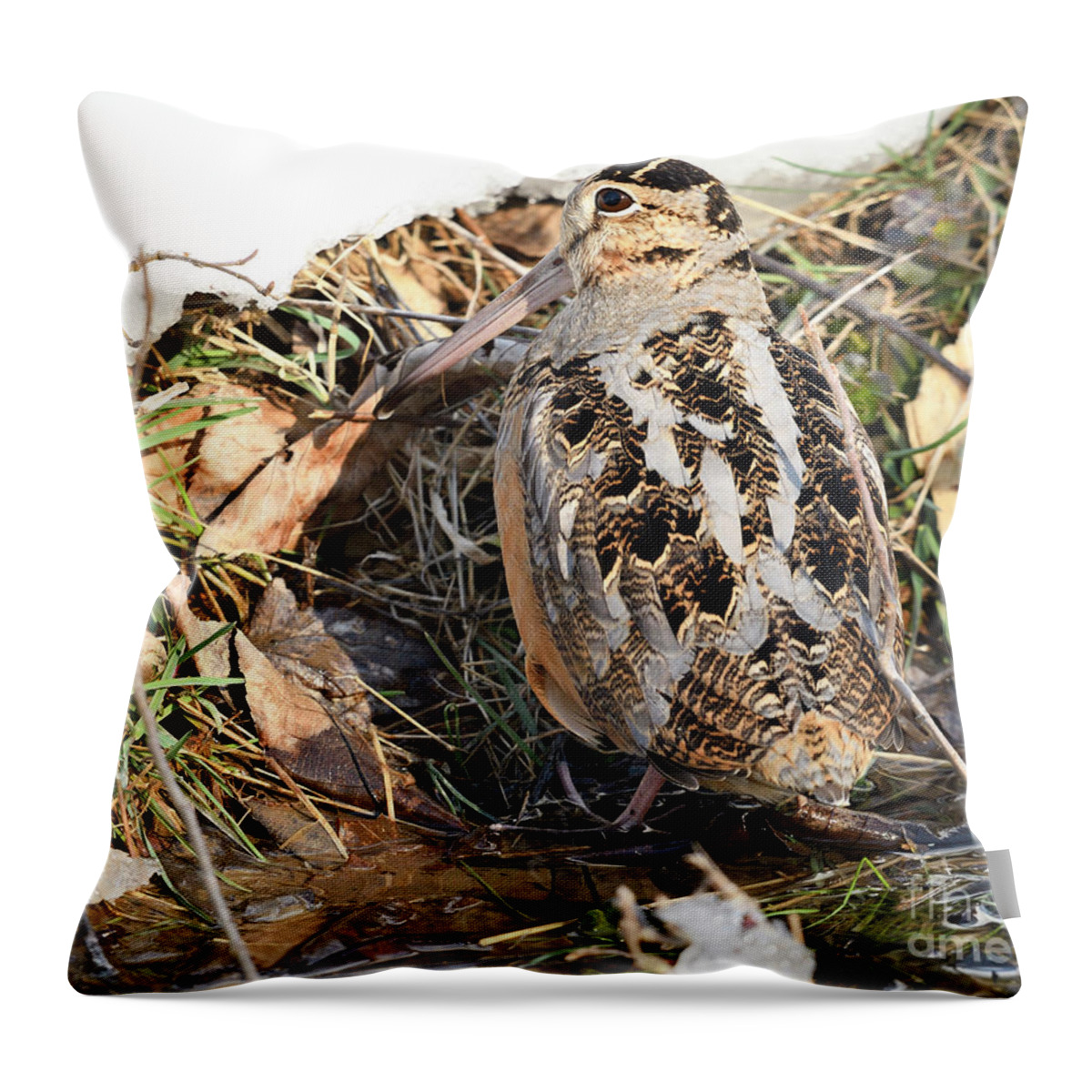 American Woodcock Throw Pillow featuring the photograph Camouflaged American Woodcock by Timothy Flanigan