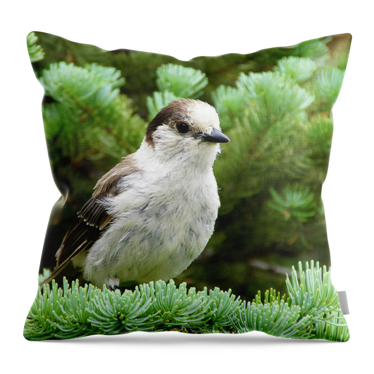 Jay Throw Pillow featuring the photograph Camprobber - the Gray Jay by Steve Estvanik