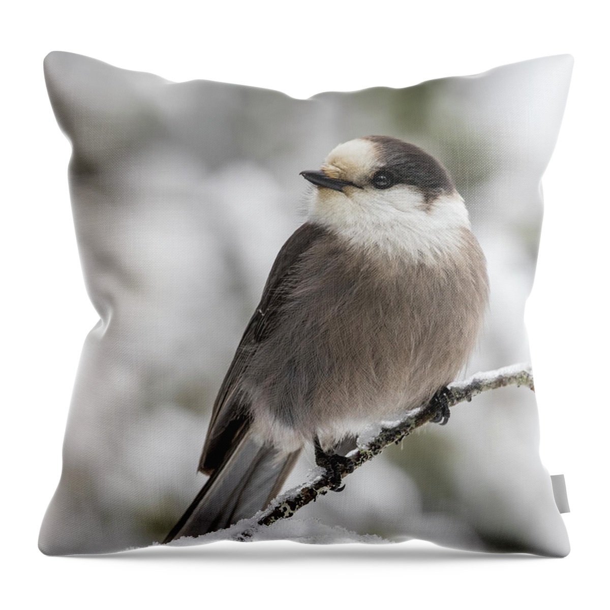 Canada Throw Pillow featuring the photograph Canada jay in winter by Mircea Costina Photography