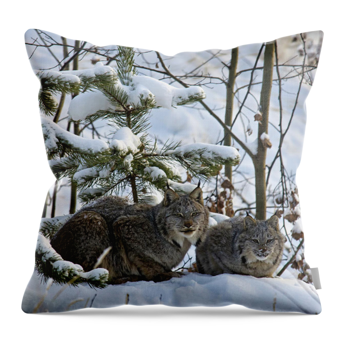 Three Quarter Length Throw Pillow featuring the photograph Canada Lynx Lynx Canadensis Mother And by Mark Newman / Design Pics