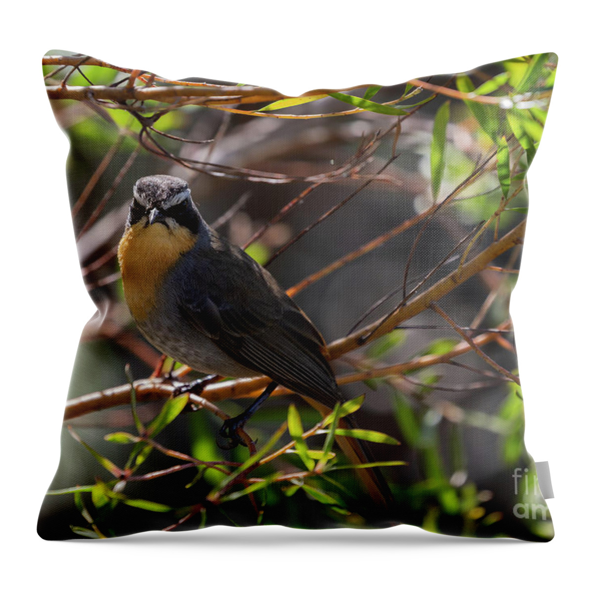Cape Robin-chat Throw Pillow featuring the photograph Cape Robin-Chat by Eva Lechner