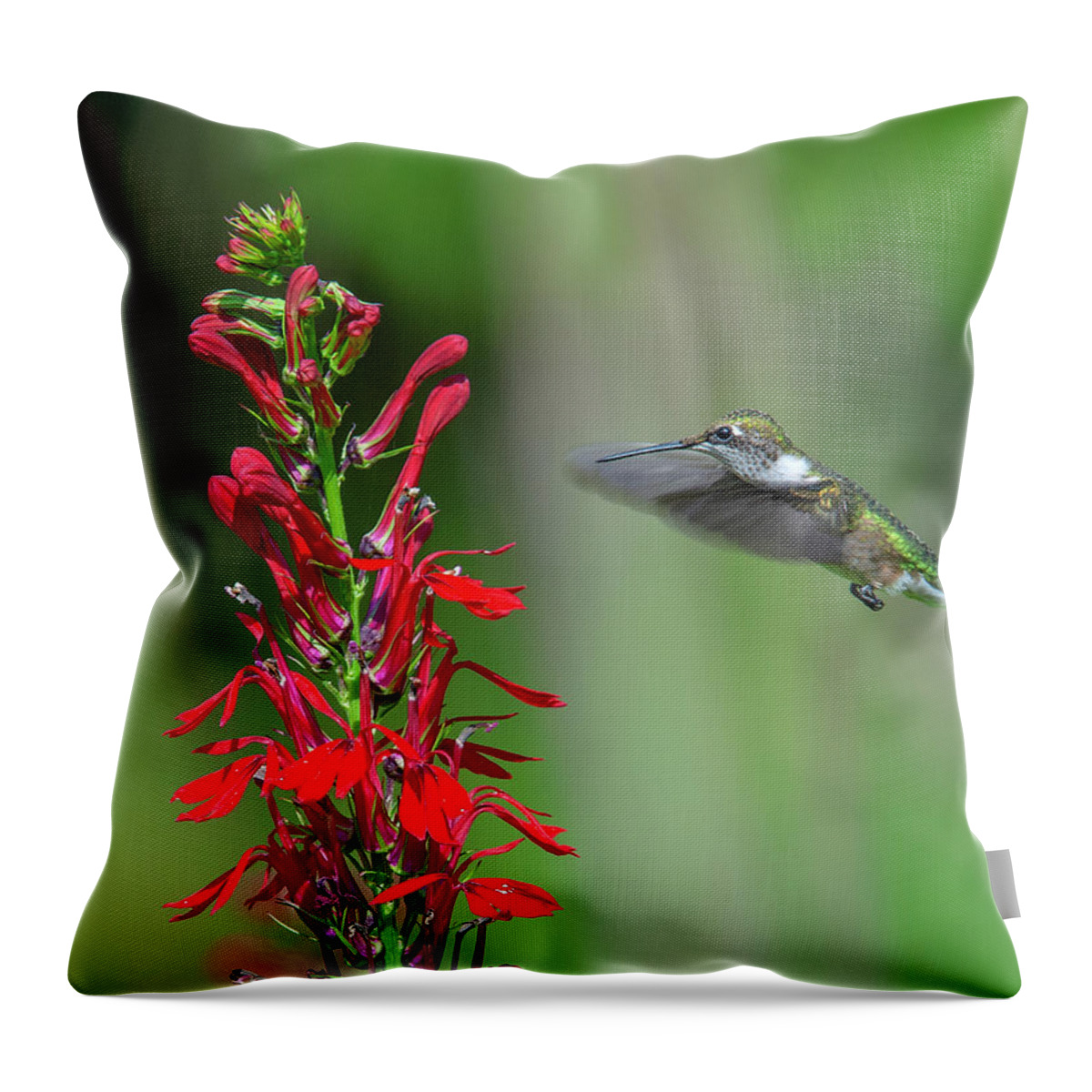 Nature Throw Pillow featuring the photograph Cardinal Flower or Cardinal Lobelia DFL0899 by Gerry Gantt