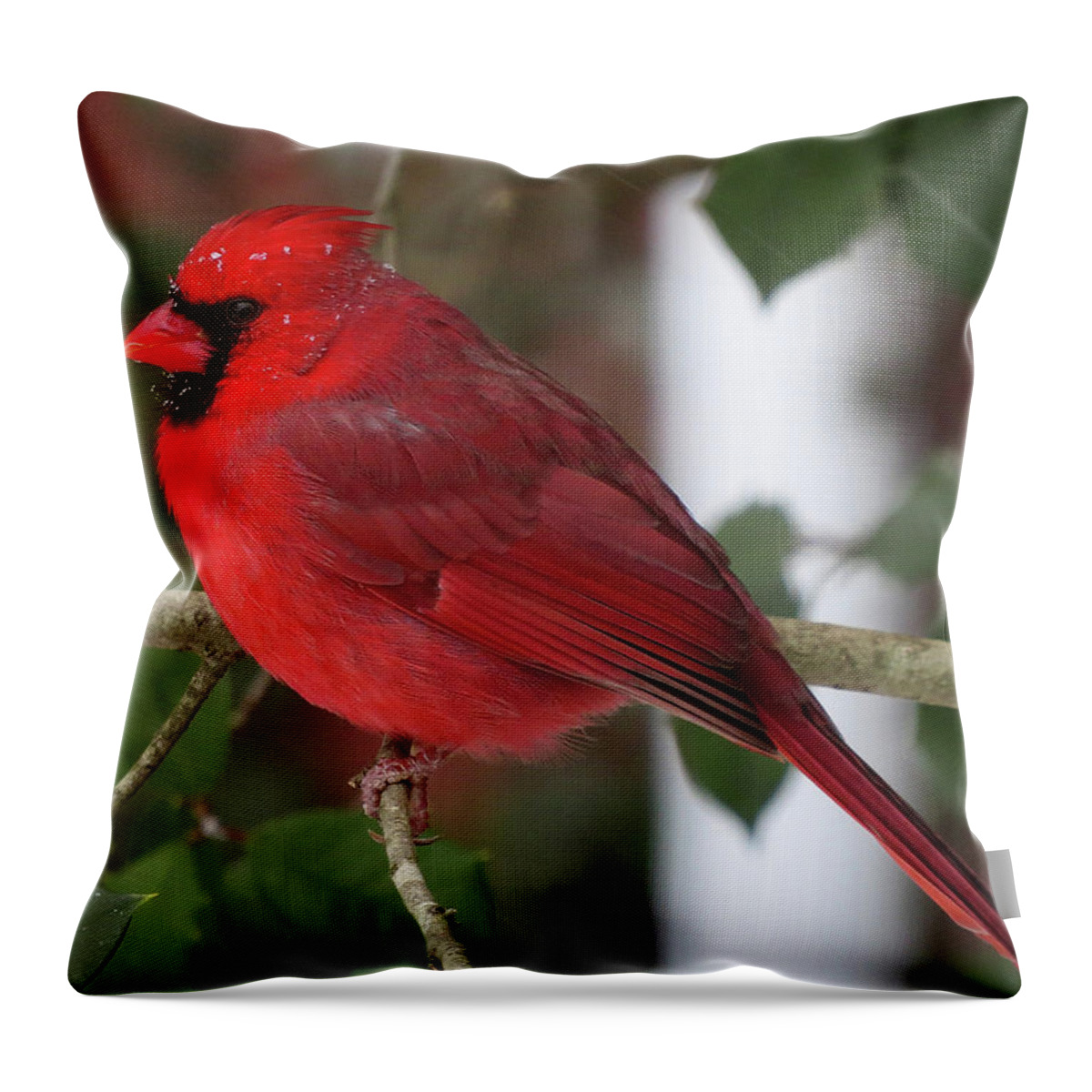 Cardinal Throw Pillow featuring the photograph Cardinal in Winter by Linda Stern