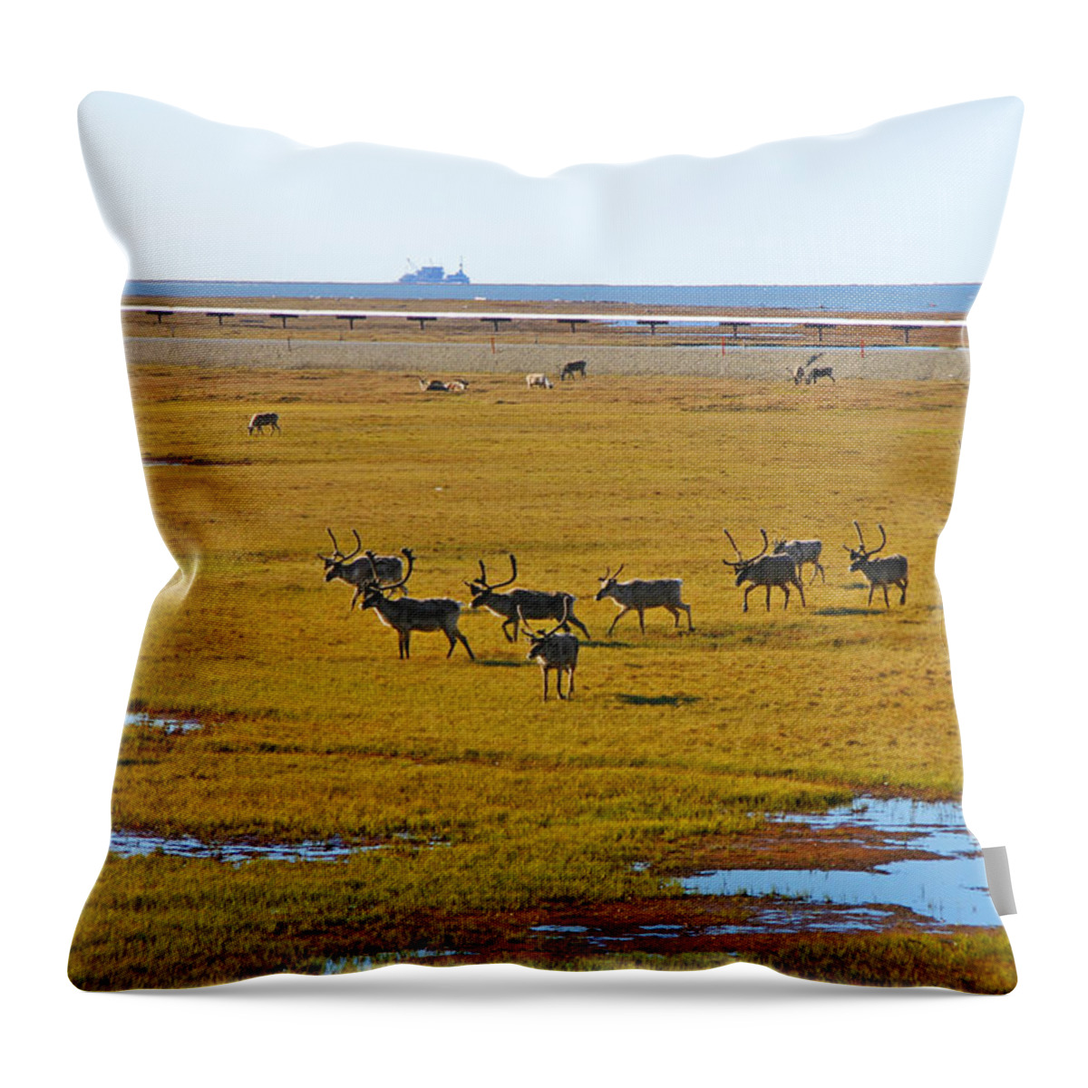 Caribou Throw Pillow featuring the photograph Caribou Herd on the Tundra by Anthony Jones