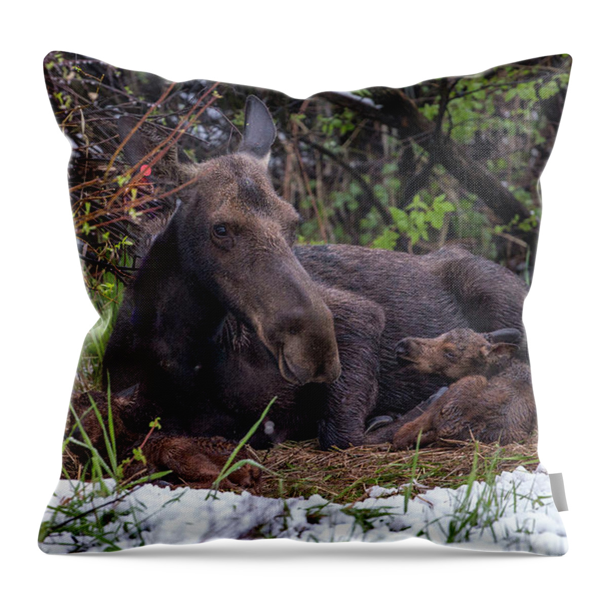 2019 Throw Pillow featuring the photograph Casey's Gift by Kevin Dietrich