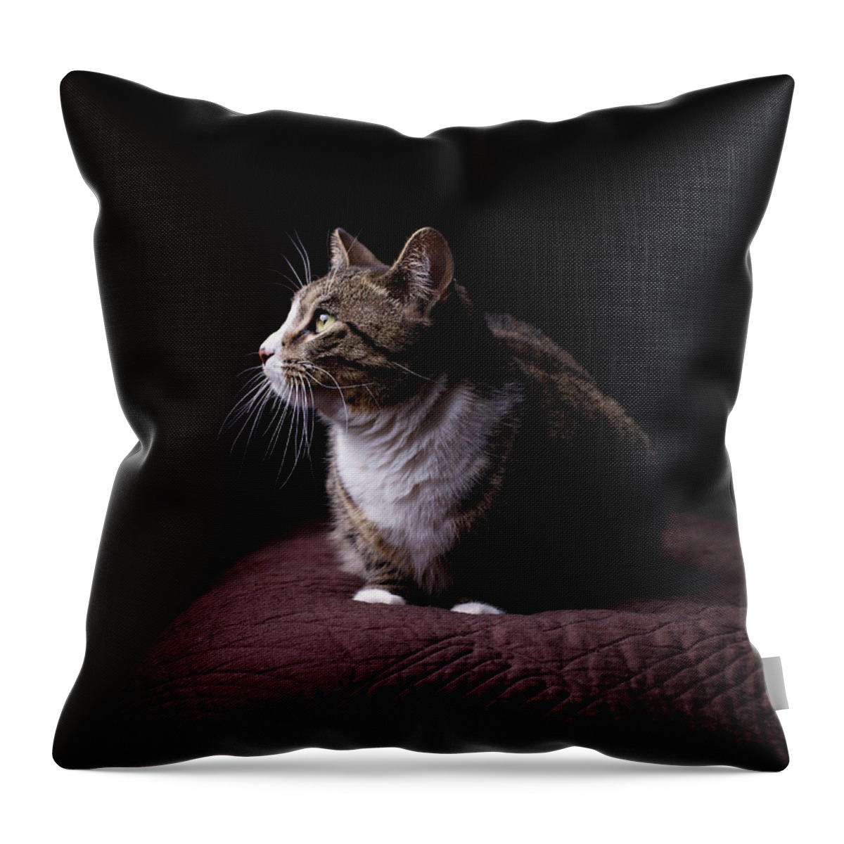 Pets Throw Pillow featuring the photograph Cat On Bed, Close-up by Matt Carr