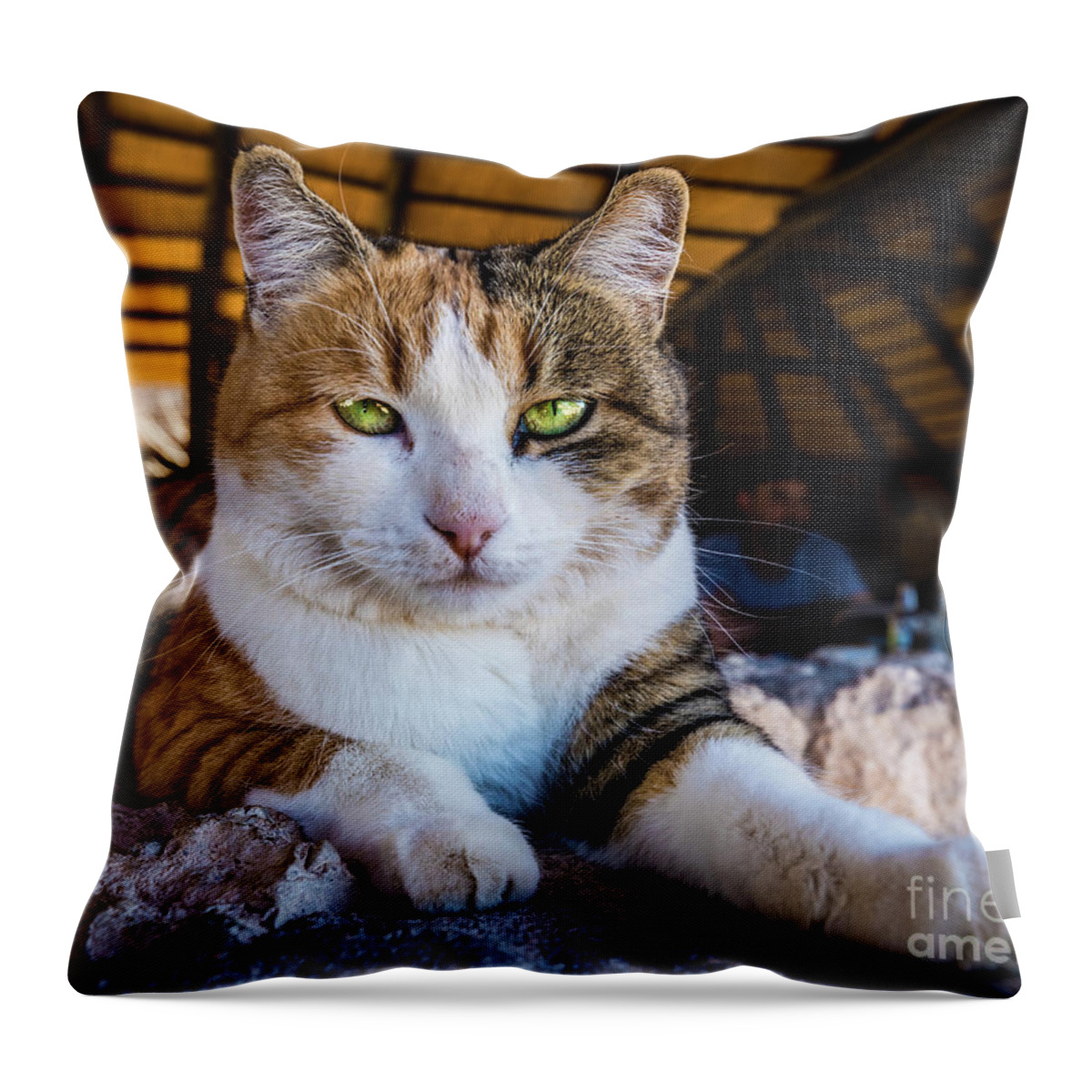 Cat Throw Pillow featuring the photograph Cat with beautiful green eyes by Lyl Dil Creations