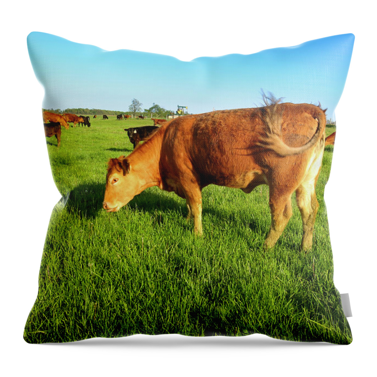 Grass Throw Pillow featuring the photograph Cattle Farm, Cows by Benedek