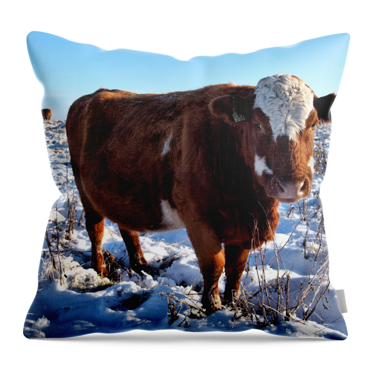 Snow Throw Pillow featuring the photograph Cattle In Snow Field by Calum Davidson - Calum Davidson Dot Com