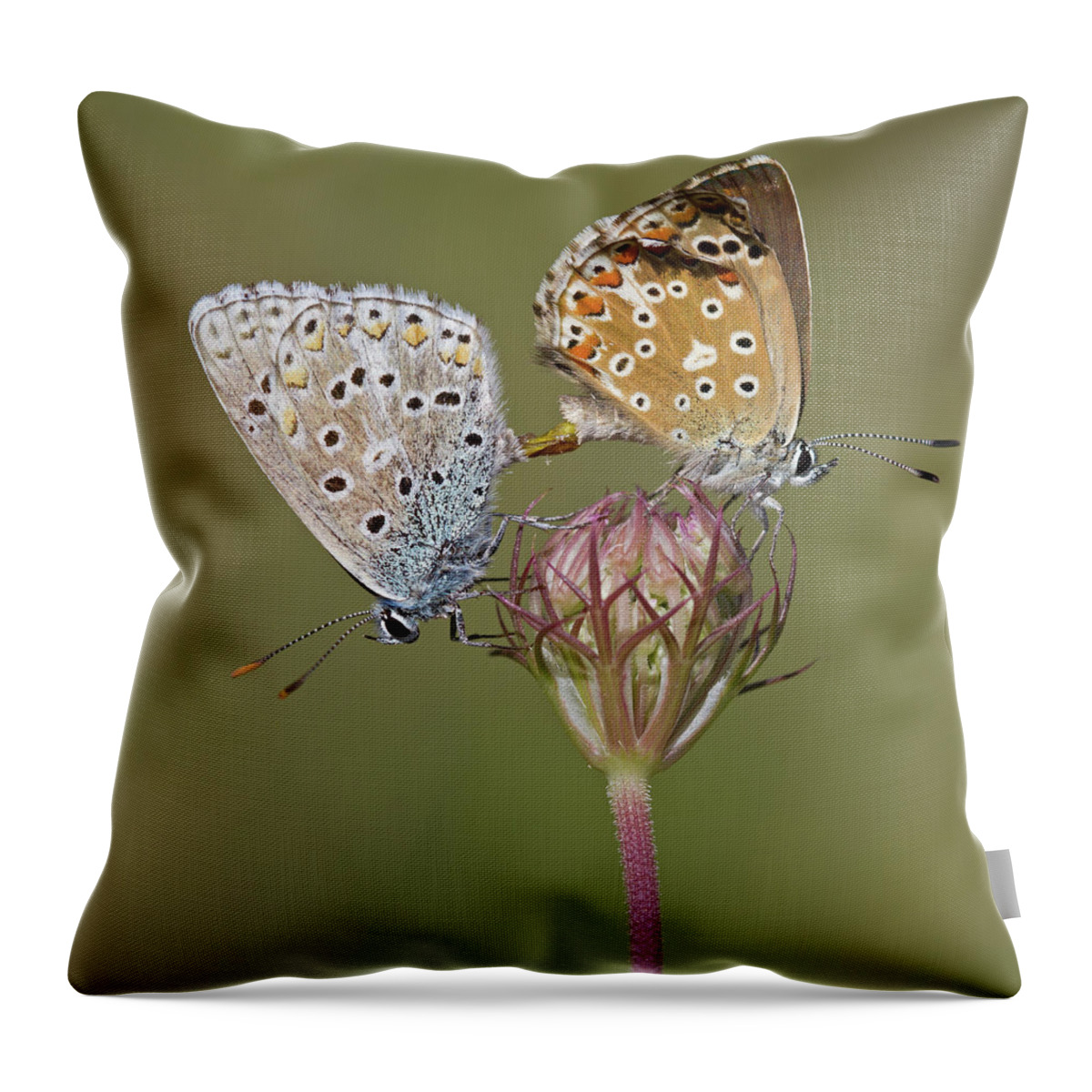 Common Blue Butterfly Throw Pillow featuring the photograph Chalkhill Blue by Anne Sorbes