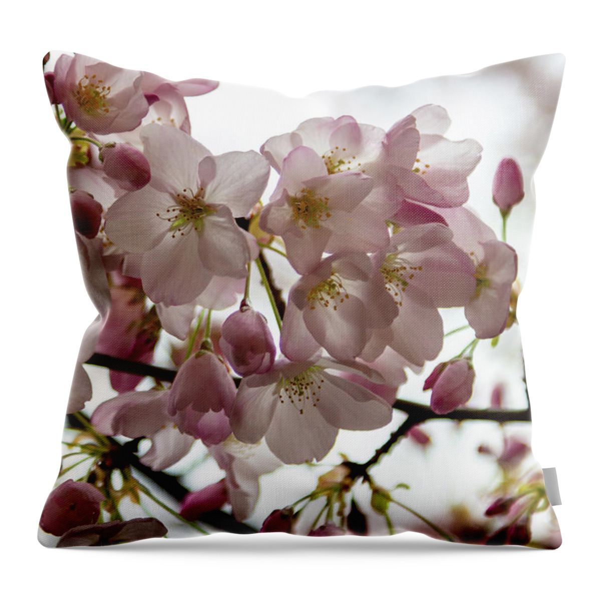 Cherry Blossoms Throw Pillow featuring the photograph Cherry Blossoms by Aashish Vaidya