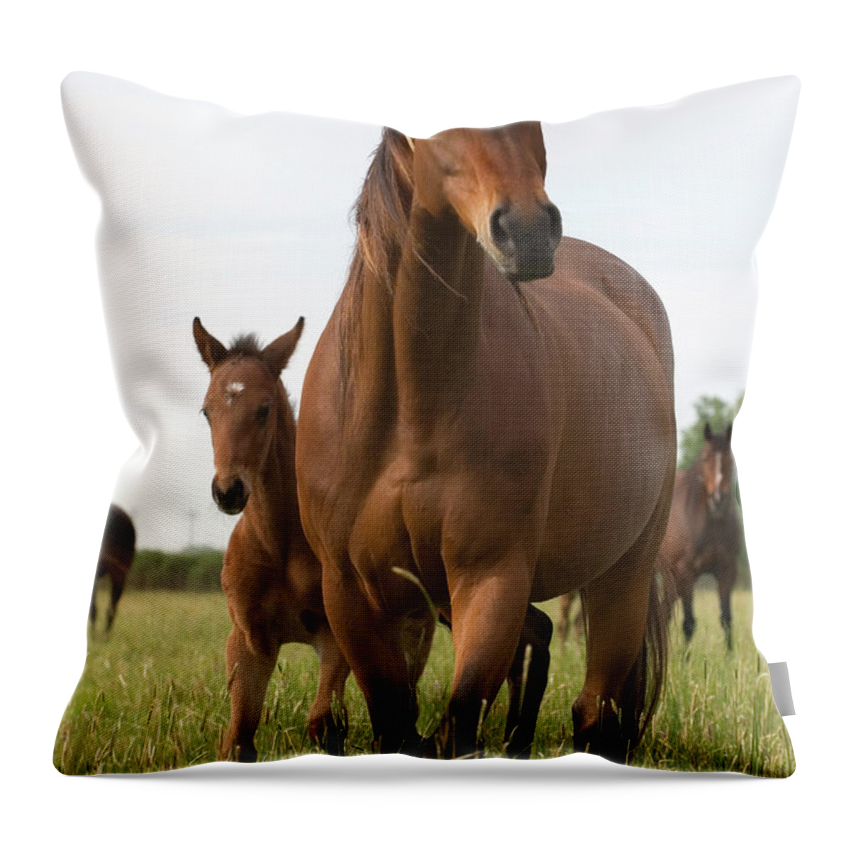 Horse Throw Pillow featuring the photograph Chestnut Thoroughbred Mare And Foal by Lesliejmorris