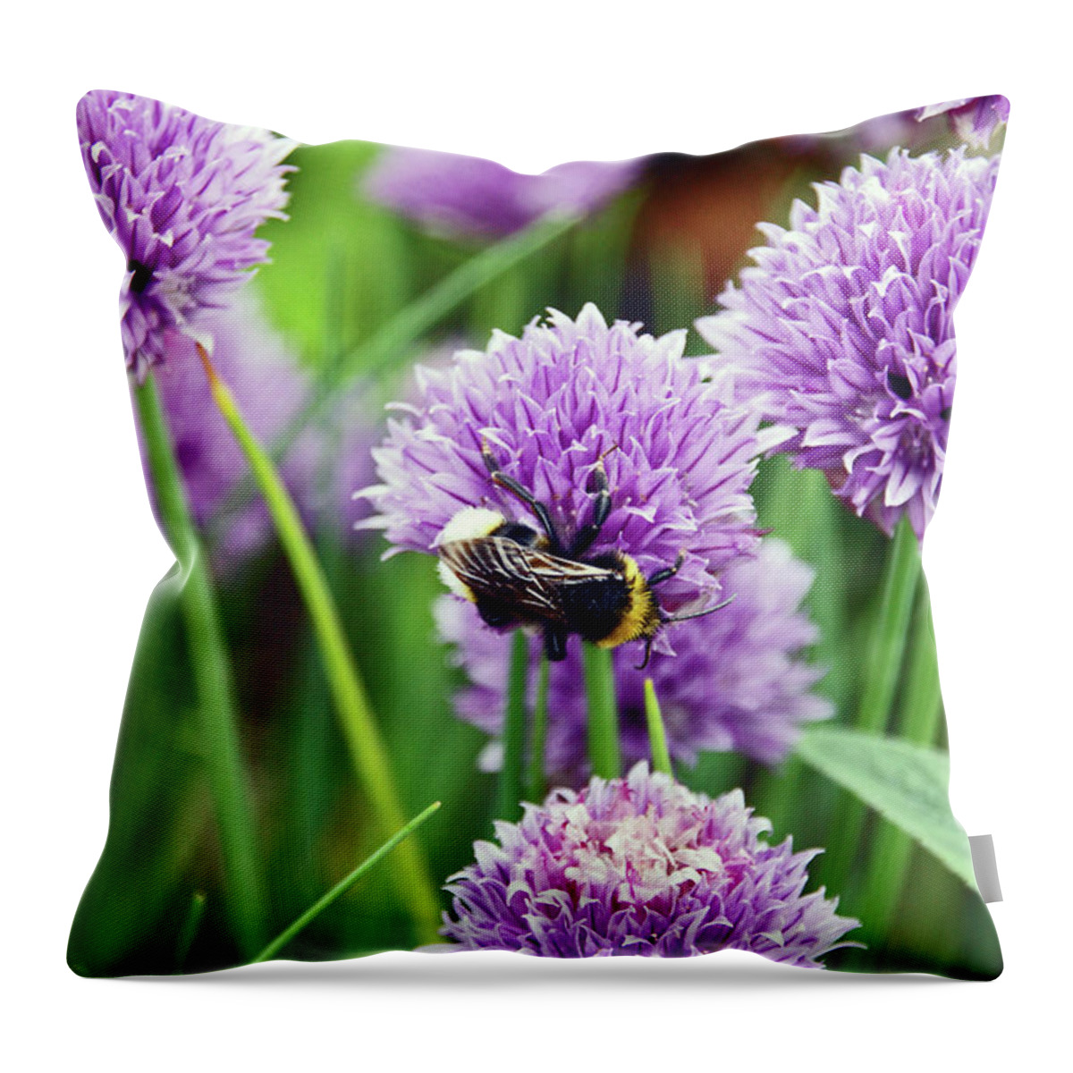 Chorley Throw Pillow featuring the photograph  CHORLEY. Picnic In The Park. Bee In The Chives. by Lachlan Main