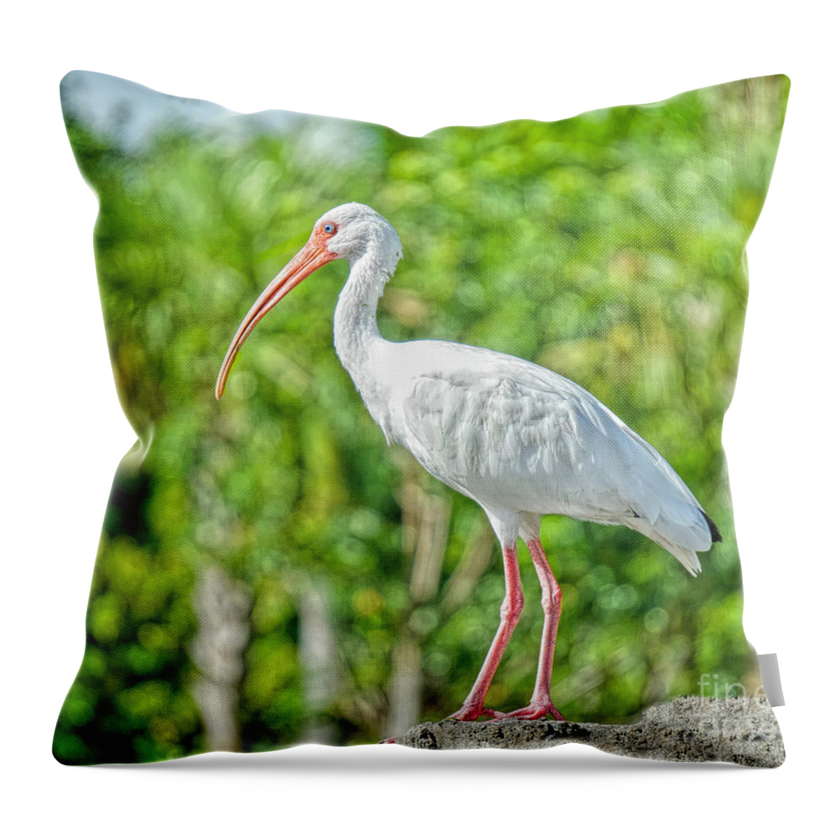 Birds Throw Pillow featuring the photograph Clear View by Judy Kay