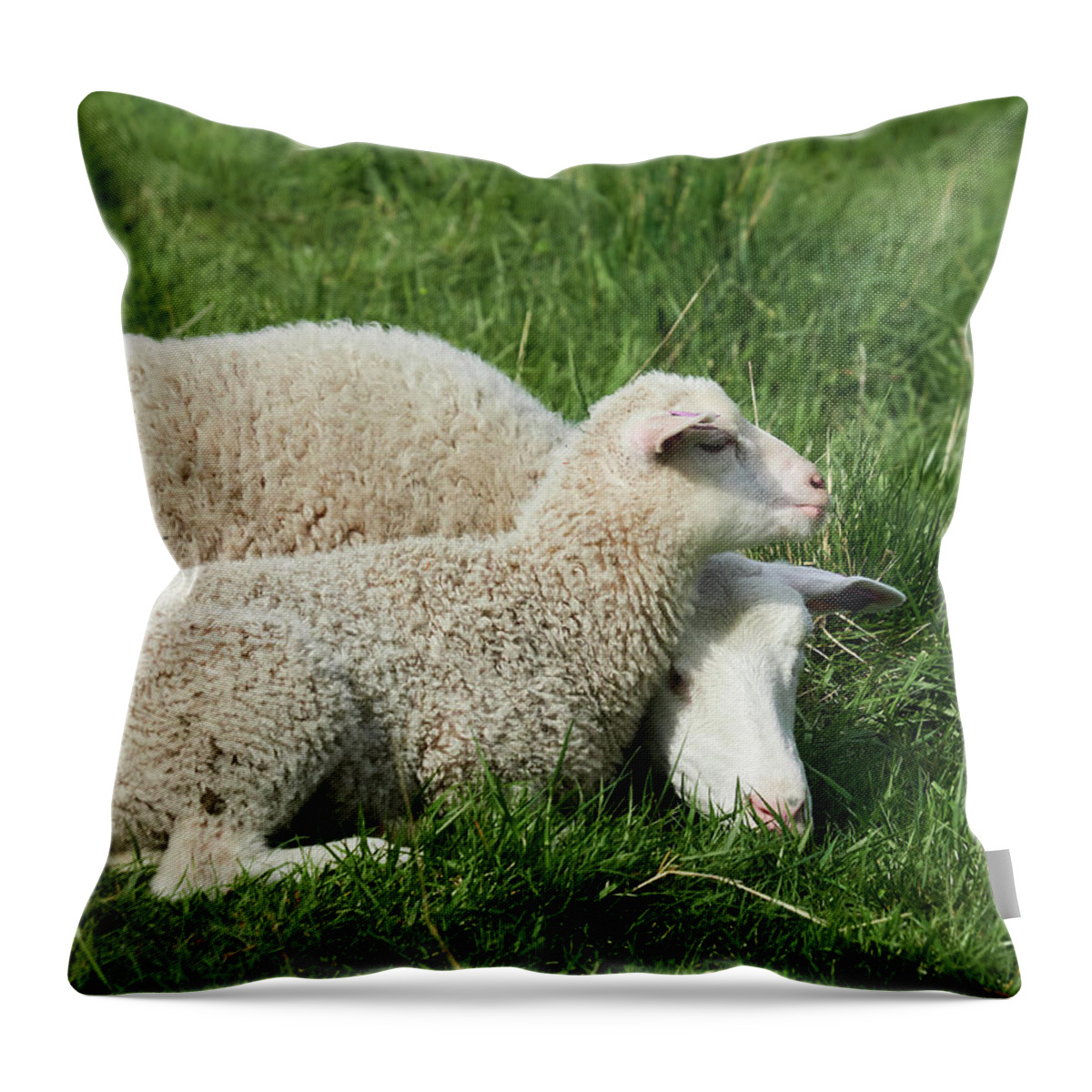 Finland Throw Pillow featuring the photograph Close to mama. Sheeps and Lambs 3 by Jouko Lehto